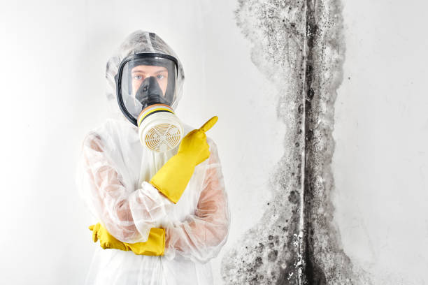 Woodson Terrace, MO Mold Removal & Remediation Company